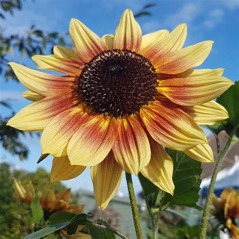 Magic roundabout sunflower heighf